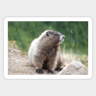 Hoary marmot (Marmota caligata) in Mount Rainier National Park Sticker